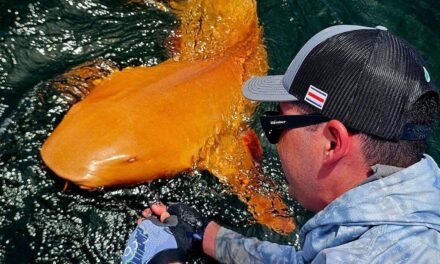 Angler reels in first documented orange shark off Costa Rica