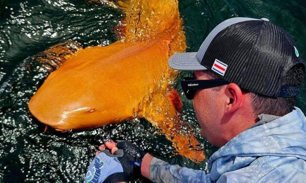 Angler reels in first documented orange shark off Costa Rica