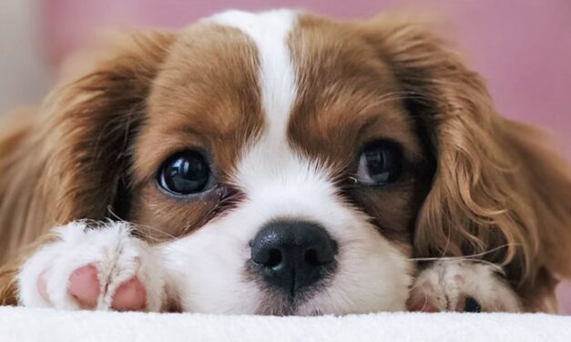 Your Dog Has a Unique Ability to Read Your Mind. Here’s Why.