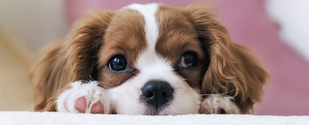 Your Dog Has a Unique Ability to Read Your Mind. Here’s Why.