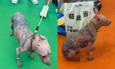 Hairless Dog with Full Back Tattoo Sparks Controversy at Pet Show