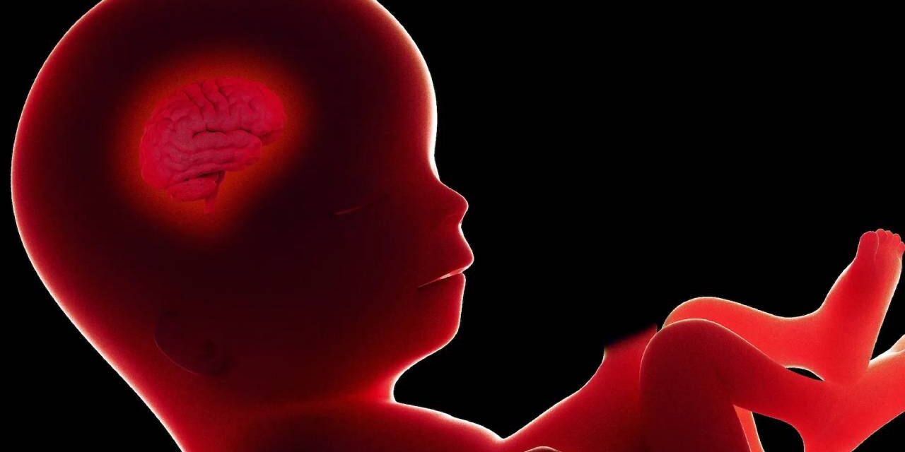 New IVF Startup Claims It Can Predict an Embryo’s IQ