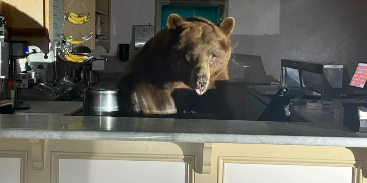 Sweet-toothed bear raids South Lake Tahoe ice cream shop, leaves with a taste for strawberry