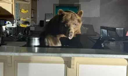 Sweet-toothed bear raids South Lake Tahoe ice cream shop, leaves with a taste for strawberry