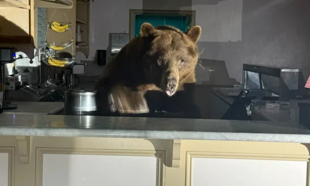 Sweet-toothed bear raids South Lake Tahoe ice cream shop, leaves with a taste for strawberry