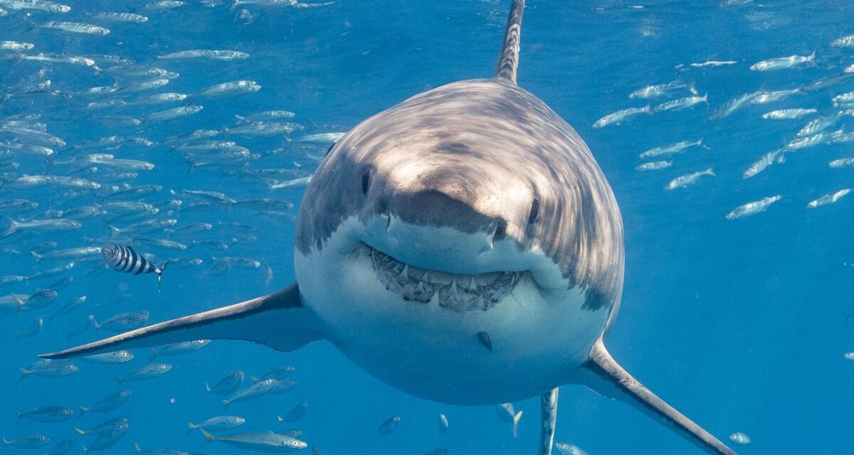 Sharks Are Older Than Trees, Which Seems Wrong