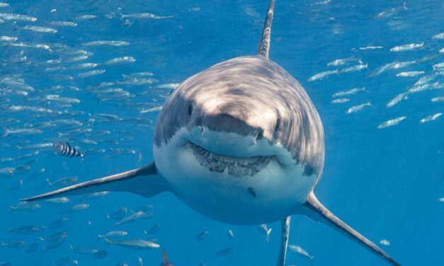 Sharks Are Older Than Trees, Which Seems Wrong