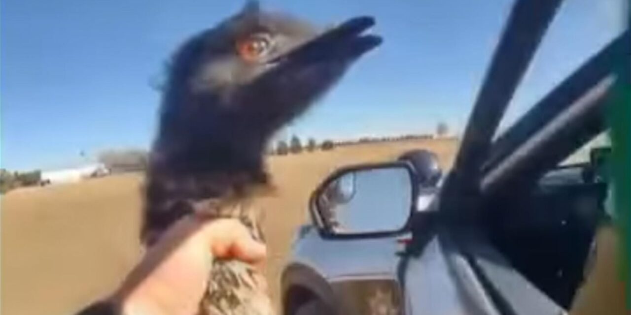 Colorado deputies wrangle their second loose emu in one week