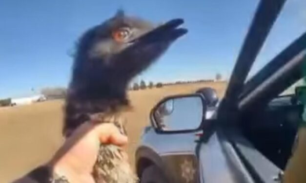 Colorado deputies wrangle their second loose emu in one week