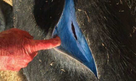 Wild Pigs Turn ‘Neon Blue’ in California, Triggering Warnings