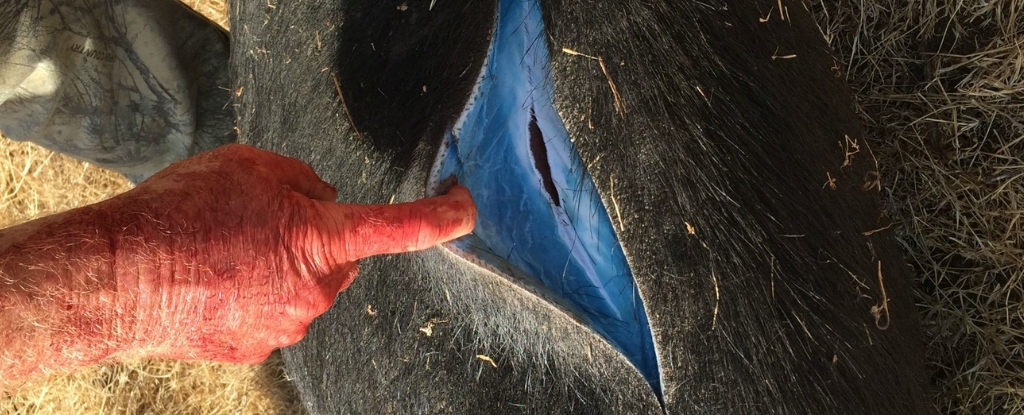 Wild Pigs Turn ‘Neon Blue’ in California, Triggering Warnings