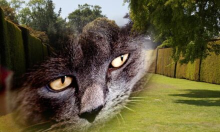 Woman shocked after ‘ghost cat’ she feeds disappears ‘into thin air’ in terrifying camera footage