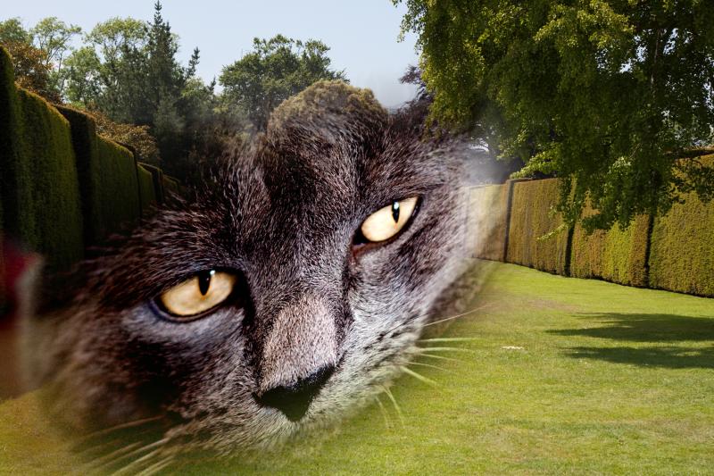 Woman shocked after ‘ghost cat’ she feeds disappears ‘into thin air’ in terrifying camera footage