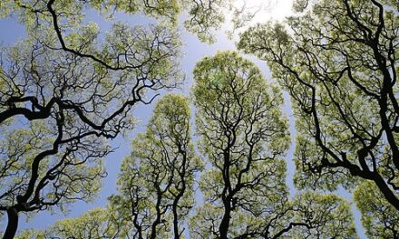 Crown shyness: trees social distancing too?