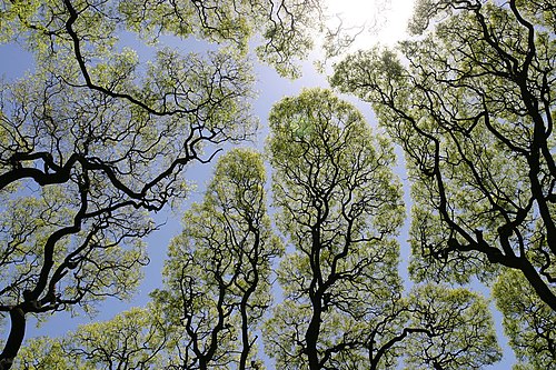 Crown shyness: trees social distancing too?