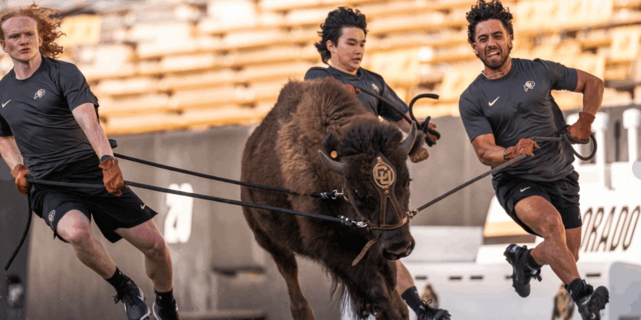 Colorado to debut new live buffalo mascot against Wyoming