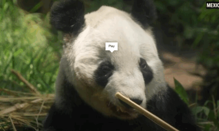 Mexican zookeeper reflects on caring for Latin America’s last panda