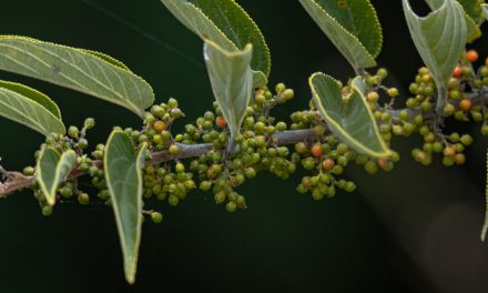 Cannabis Compound Discovered Inside a Totally Different Plant