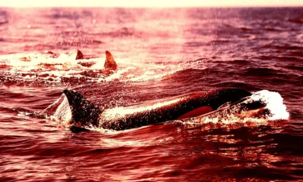 Boat-Attacking Orcas Are Back for Vengeance