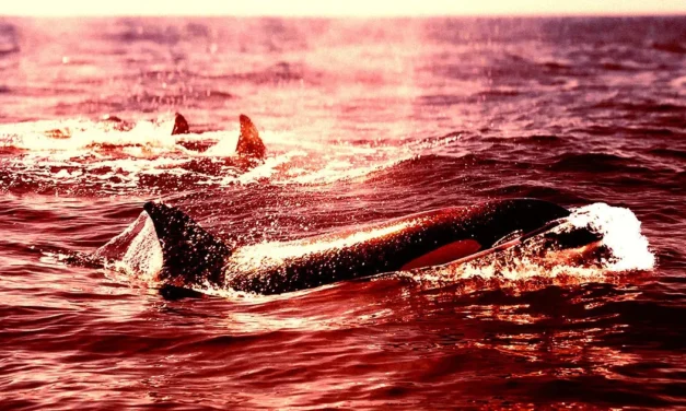Boat-Attacking Orcas Are Back for Vengeance