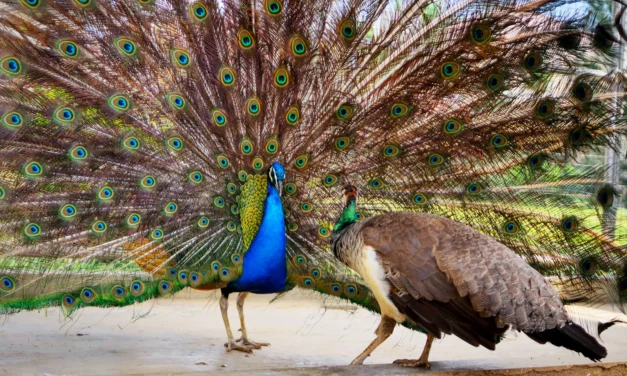 Florida Man Accused Of Killing And Eating His Pet Peacocks