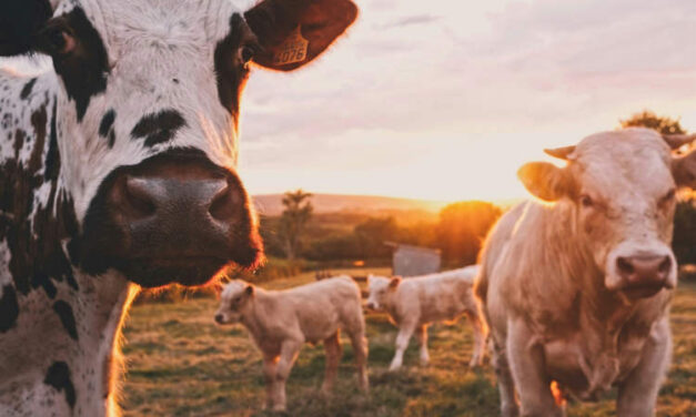 Russian Startup Tests Cow Neuro-Implants to Boost Milk Production