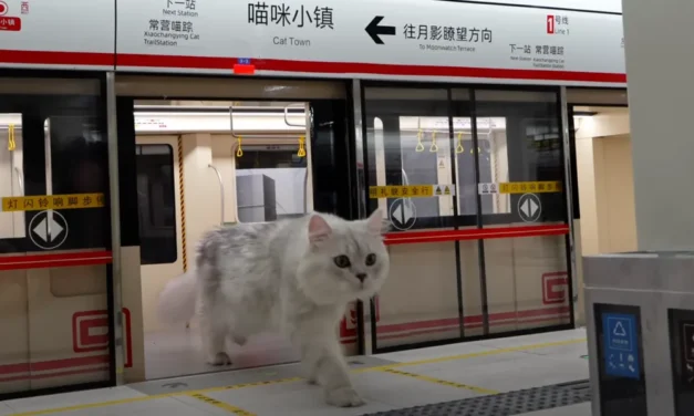 Chinese YouTuber builds an entire human world for his pet cats – and it’s pretty impressive