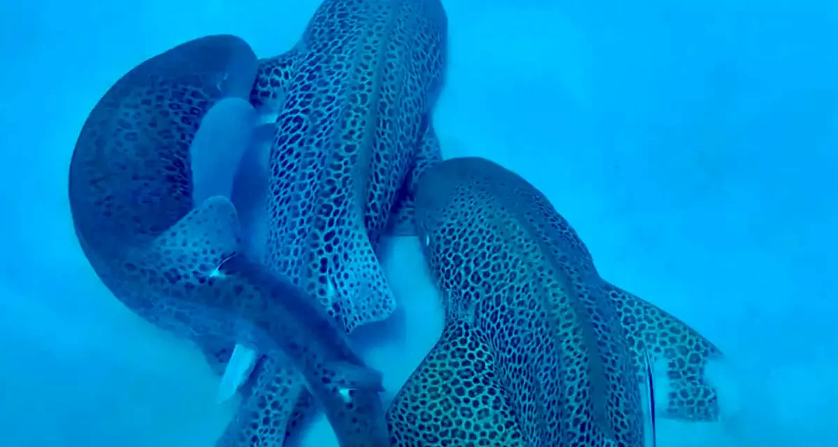 Researchers gobsmacked after capturing shark threesome for first time ever