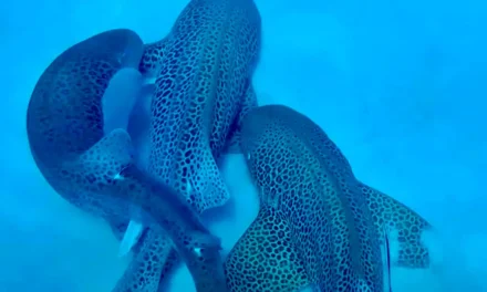 Researchers gobsmacked after capturing shark threesome for first time ever