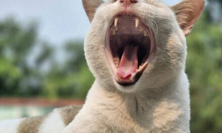 Young Woman Yawns So Strongly That She Breaks Her Neck