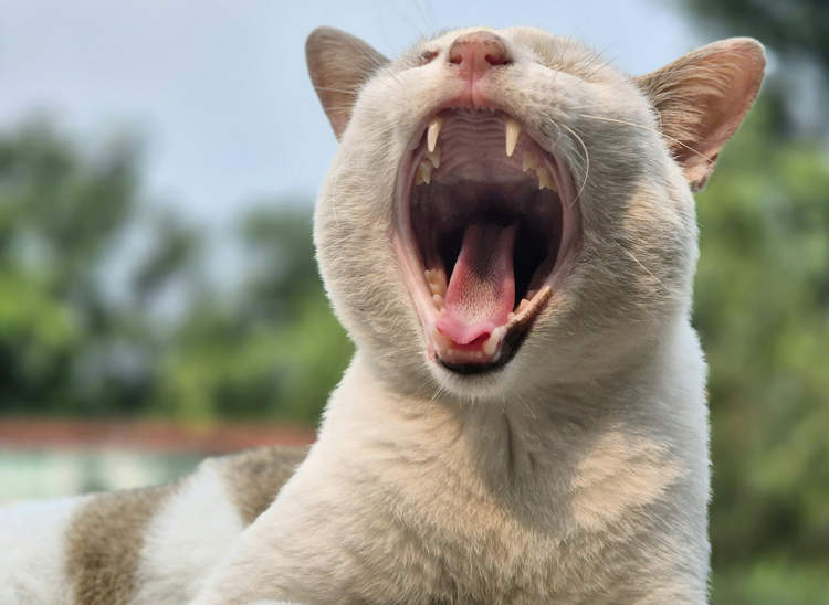 Young Woman Yawns So Strongly That She Breaks Her Neck
