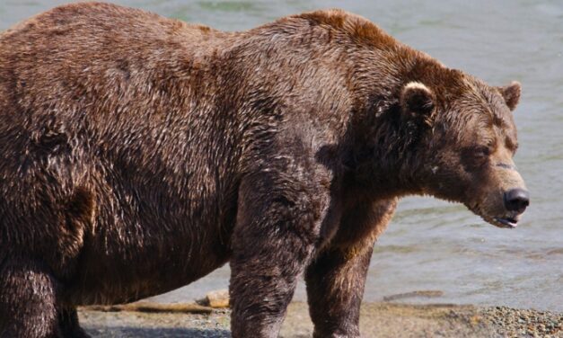 Fat Bear Week 2025 Champion Announced: It’s Chunk!