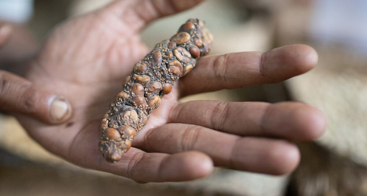 World’s Most Expensive Coffee Is Chemically Different Because It’s Literally Poop