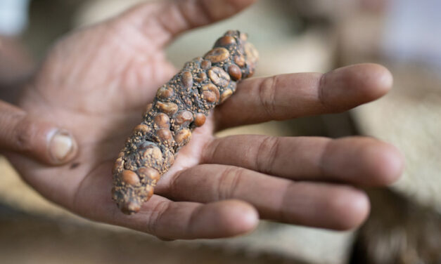 World’s Most Expensive Coffee Is Chemically Different Because It’s Literally Poop