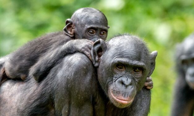 There’s an Evolutionary Reason Why Female Mammals Live Longer