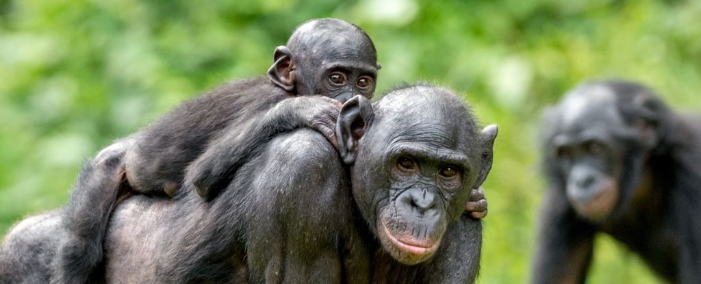 There’s an Evolutionary Reason Why Female Mammals Live Longer