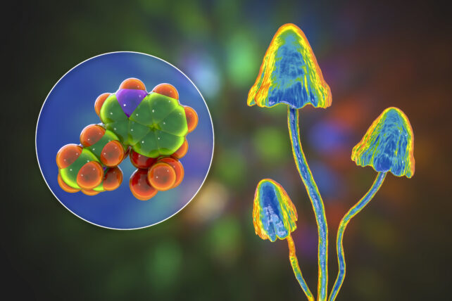 Psychedelics Could Be a Powerful Tool to Control The Immune System