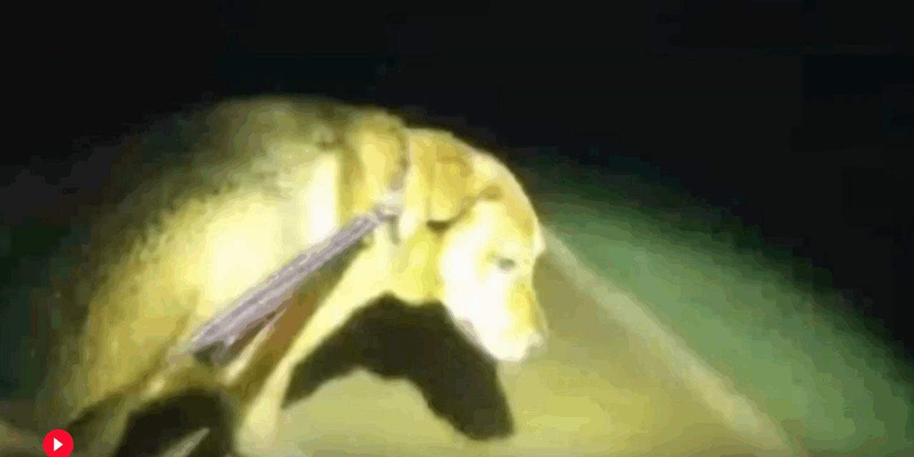 Eeyore the dog helps a Florida deputy find a missing 86-year-old woman, video shows