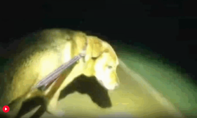 Eeyore the dog helps a Florida deputy find a missing 86-year-old woman, video shows