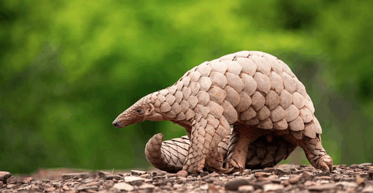 The world’s most endangered animals revealed in breathtaking pictures
