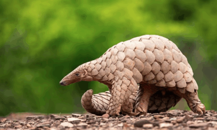 The world’s most endangered animals revealed in breathtaking pictures
