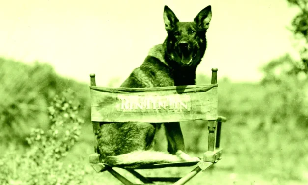 AI Is Even Putting Animal Actors Out of Work