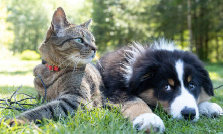 Newlywed Couple Seeks Divorce Because Their Pets Are Not Getting Along