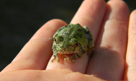 Woman Swallows Eight Live Frogs to Cure Her Back Pain