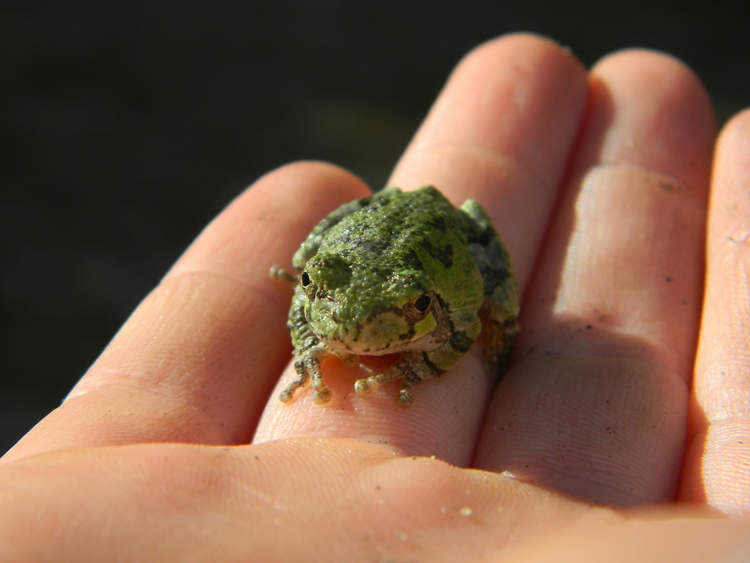 Woman Swallows Eight Live Frogs to Cure Her Back Pain