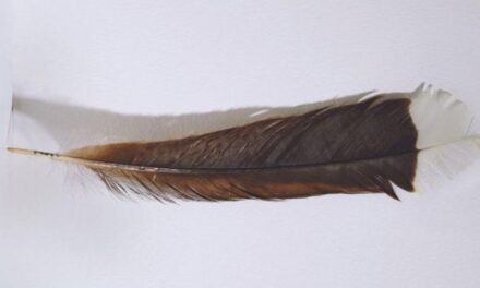 The World’s Most Expensive Feather Weighs 9 Grams, Costs Almost $30,000