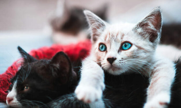 Man Agrees to Pay “Cat Support” for Up to 10 Years Following Divorce