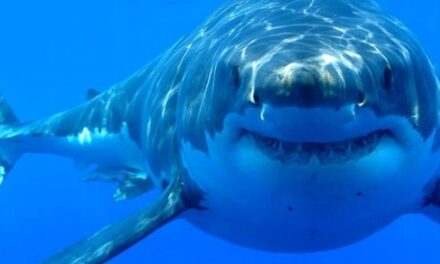 Could shark DNA contain cancer-protective capabilities?