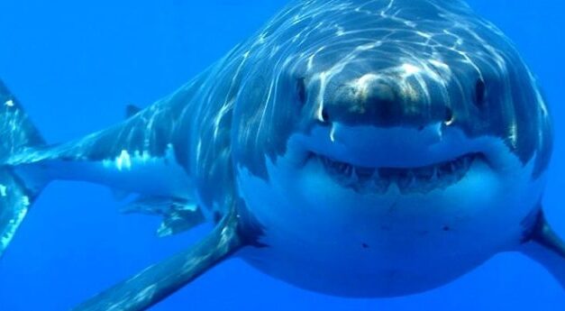 Could shark DNA contain cancer-protective capabilities?