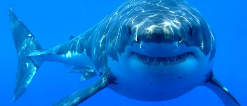 Could shark DNA contain cancer-protective capabilities?